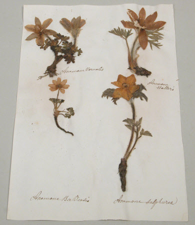 Flora Alpina du Mont Blanc