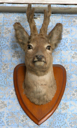 European roe deer head