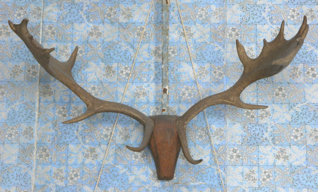Fallow deer antler