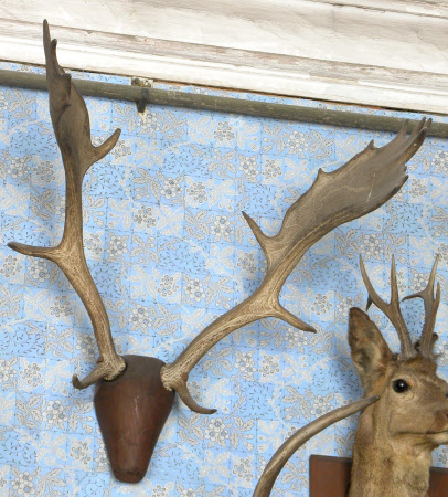 Fallow deer antler