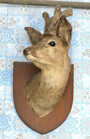 European roe deer head