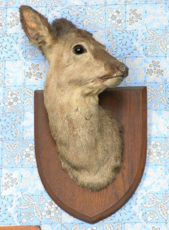 European roe deer head