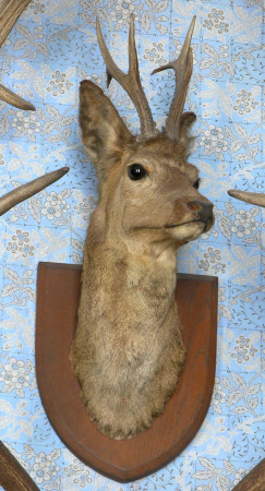 European roe deer head