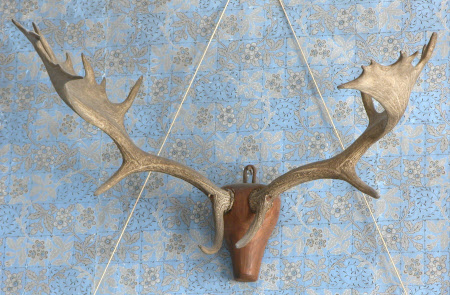 Fallow deer antler