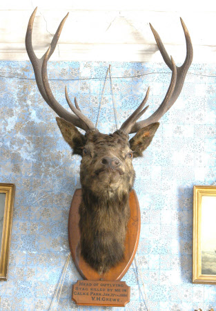 Deer head
