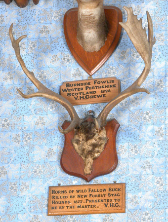 Fallow deer antler