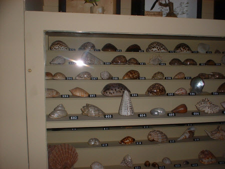 Shell