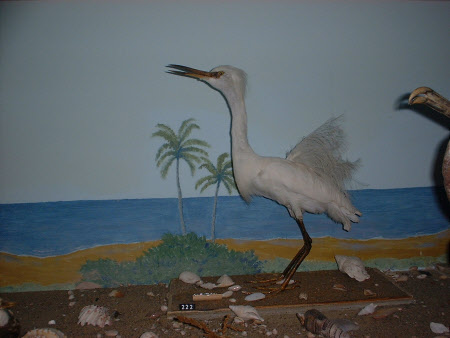 Little egret