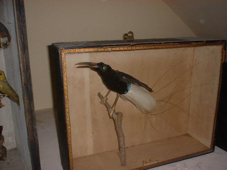 Twelve-wired bird-of-paradise