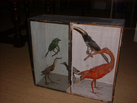 Taxidermy display