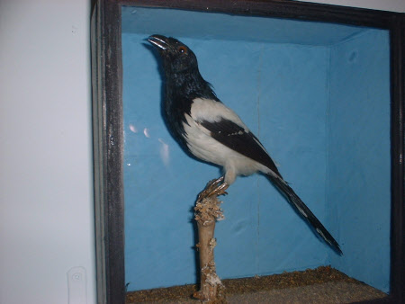 Magpie