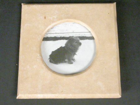 Long haired dachshund in the snow