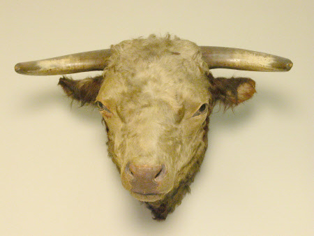 Bull's head