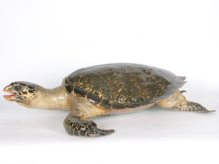 Hawksbill sea turtle