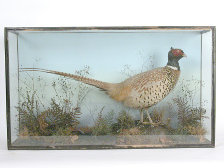 Pheasant