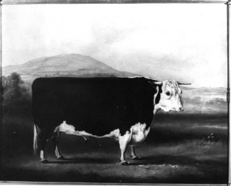 Hereford Bull