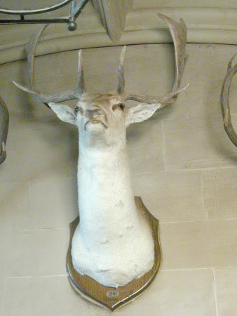 Fallow deer head