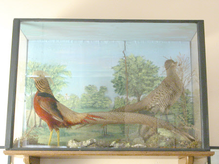 Golden pheasant