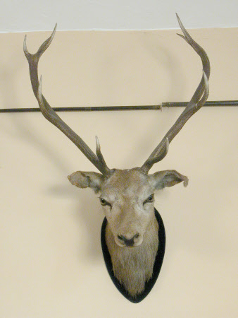 Deer head
