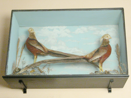 Golden pheasant