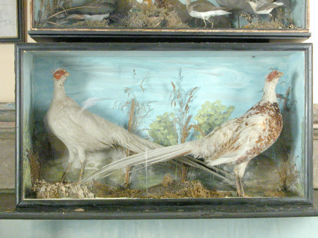 Pheasant
