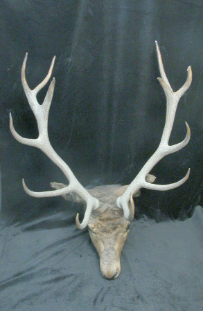 Deer head