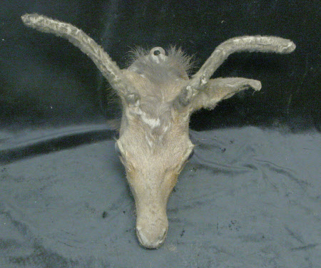 Deer head
