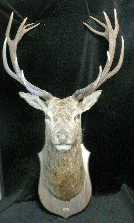 Deer head