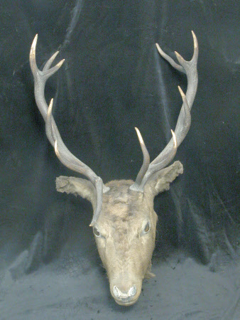 Deer head