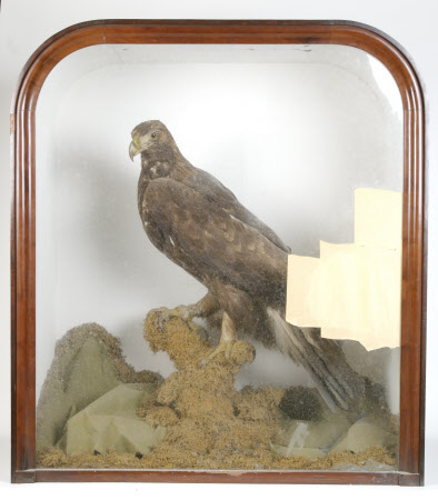Golden eagle