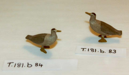 Noah's Ark bird