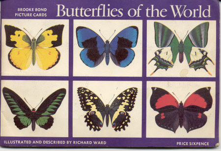 Butterflies of the World