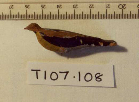 Noah's Ark bird