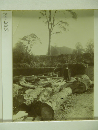 The Reverend Wynter Thomas Blathwayt (1825-1909) in the Timber Yard, Dyrham, Gloucestershire