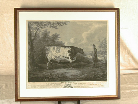 The Durham Ox.
