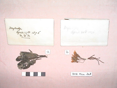 Dried flower