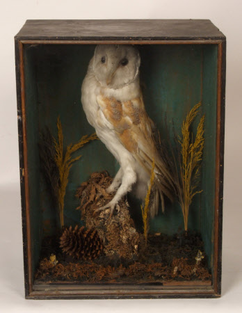 Barn owl
