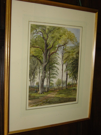 Trees in Blickling Park, Norfolk