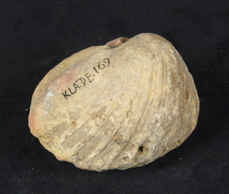Fossil fragment