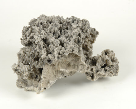 Coral