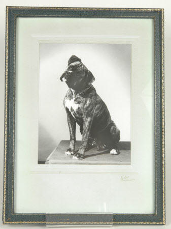 'Buffo' the family boxer dog