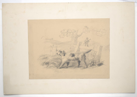 Springer Spaniel
