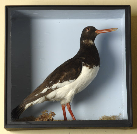 Oystercatcher