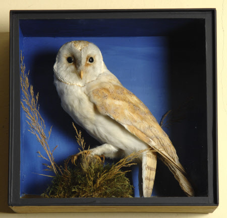 Barn owl