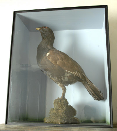 Capercaillie