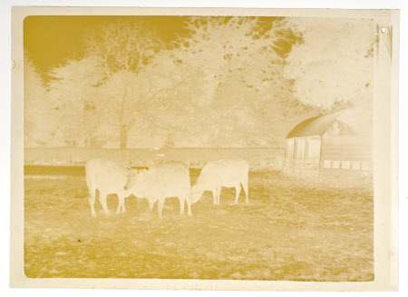Three heiffers in a field at Kingston Lacy