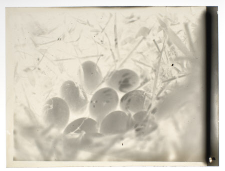 Film negative