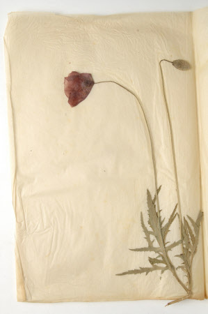 Dried flower