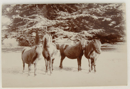 Four ponies under a cedar in the park at Kingston Lacy, Dorset. 