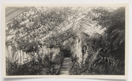 Inside the glass house, kitchen garden, Kingston Lacy, Dorset.